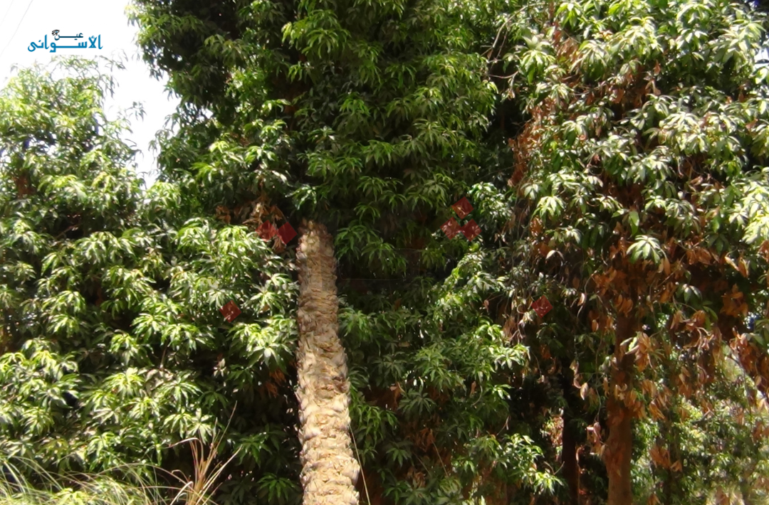 المانجو الأسواني والتغيرات المناخية