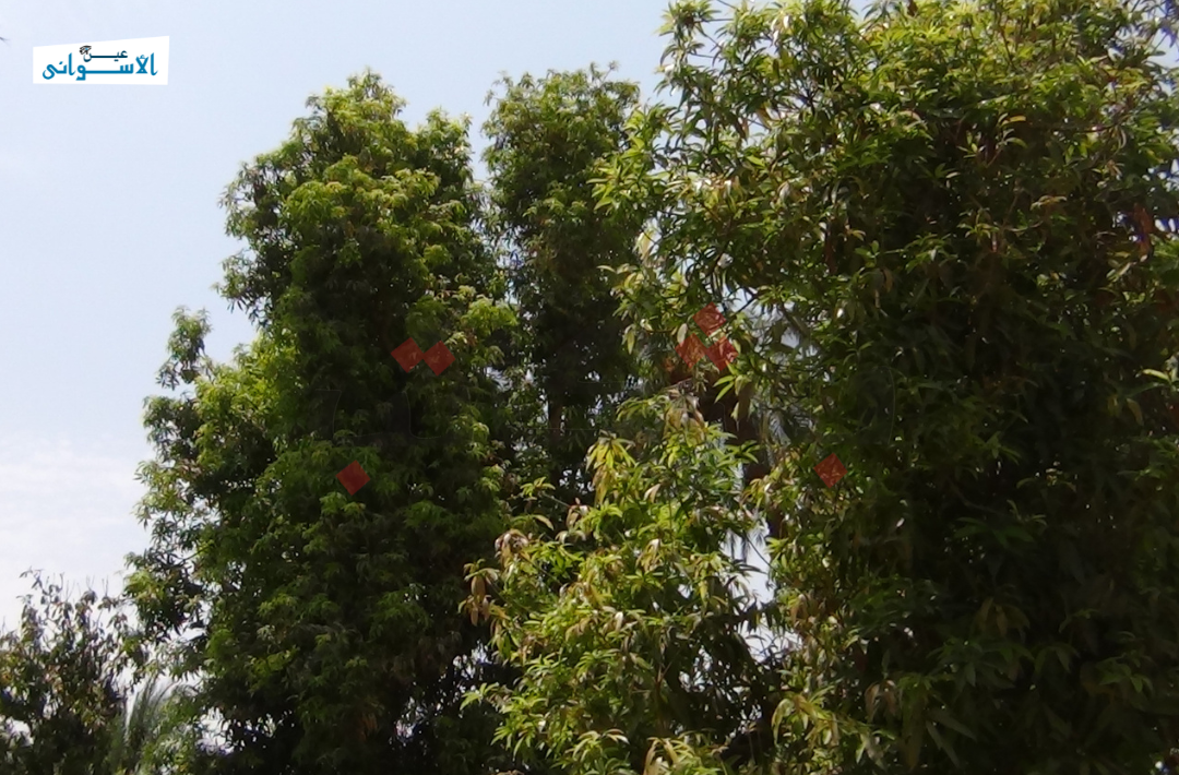 المانجو الأسواني والتغيرات المناخية