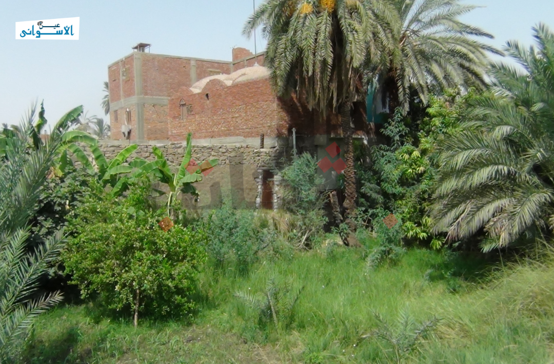 المانجو الأسواني والتغيرات المناخية