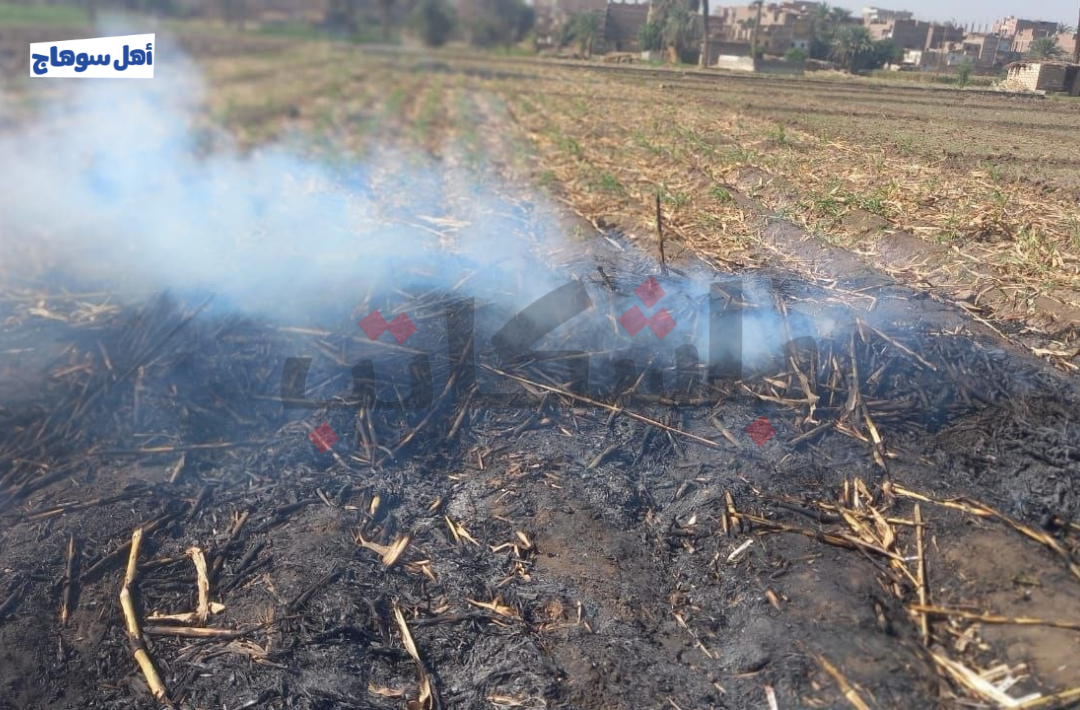 حرق البوص في محافظة سوهاج