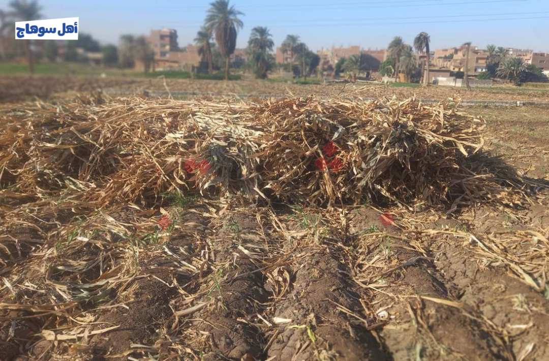 حرق البوص في محافظة سوهاج