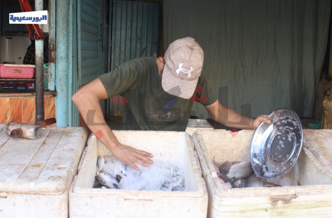 ارتفاع أسعار السمك البوري