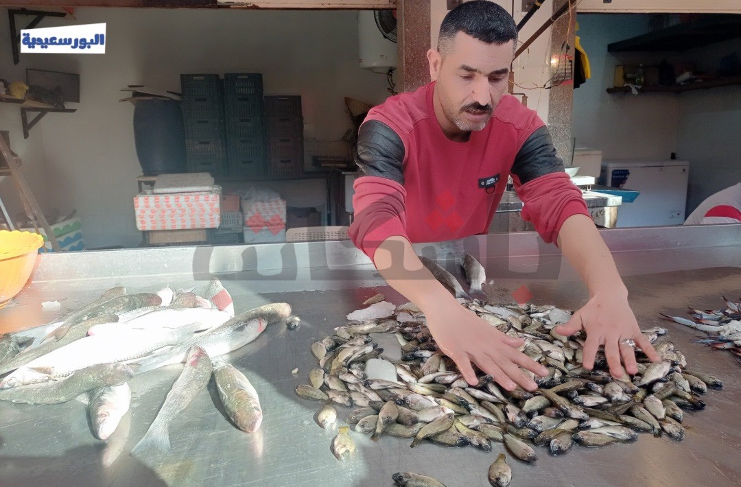 أسعار سعر البوري بورسعيد