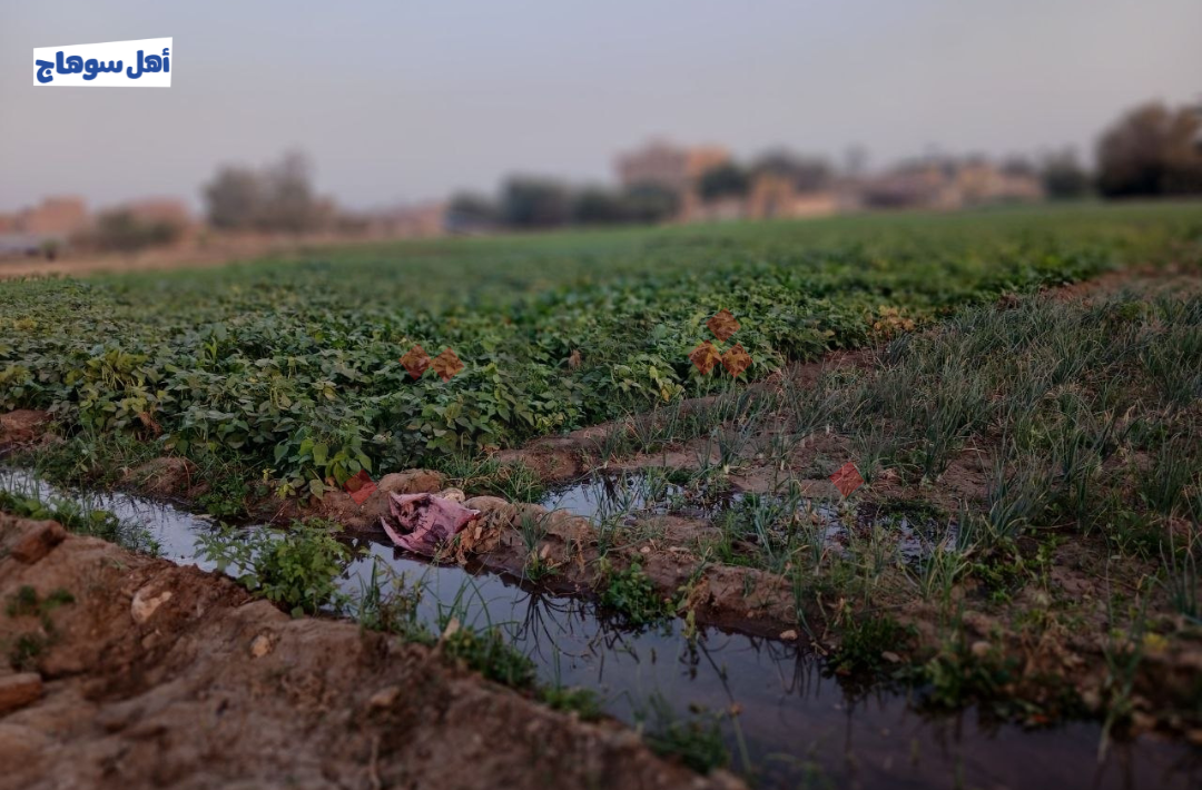 زراعة الفاصوليا في نجع الشريفات بسوهاج