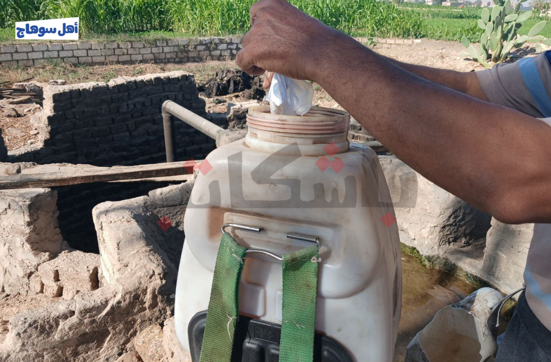 زراعة الفاصوليا في نجع الشريفات بسوهاج