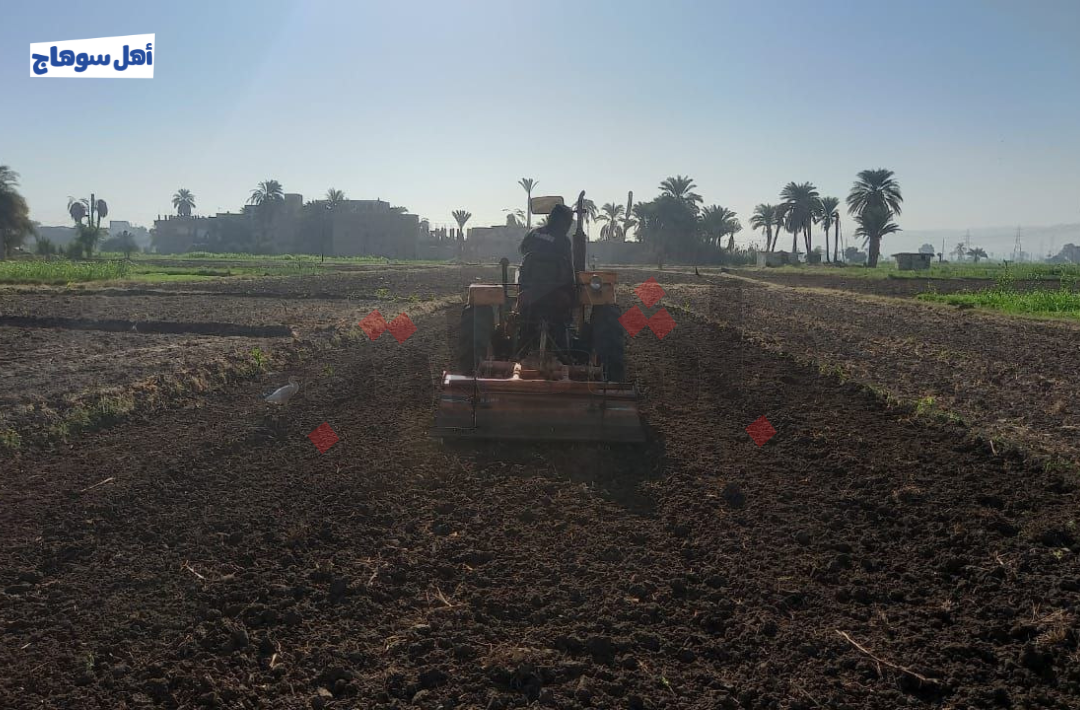 زراعة الفاصوليا في نجع الشريفات بسوهاج