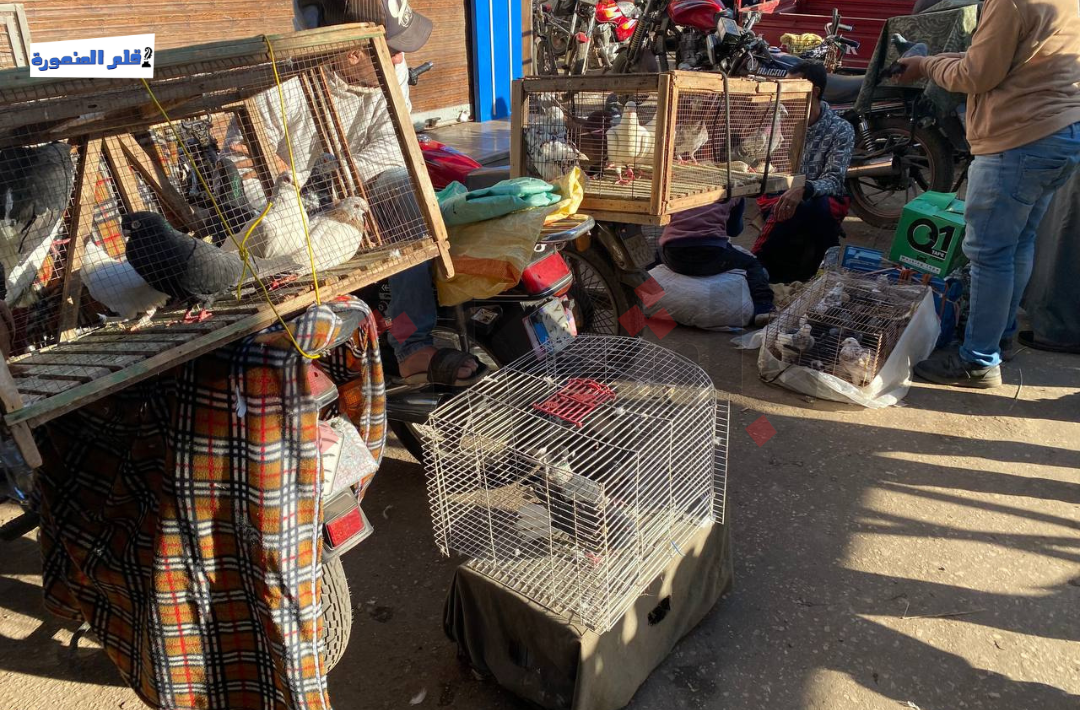 قرار نقل سوق الحمام بالمنصورة