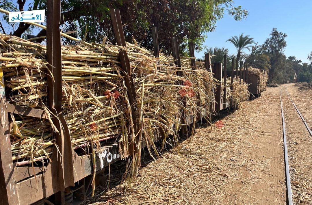 توريد قصب السكر بأسوان