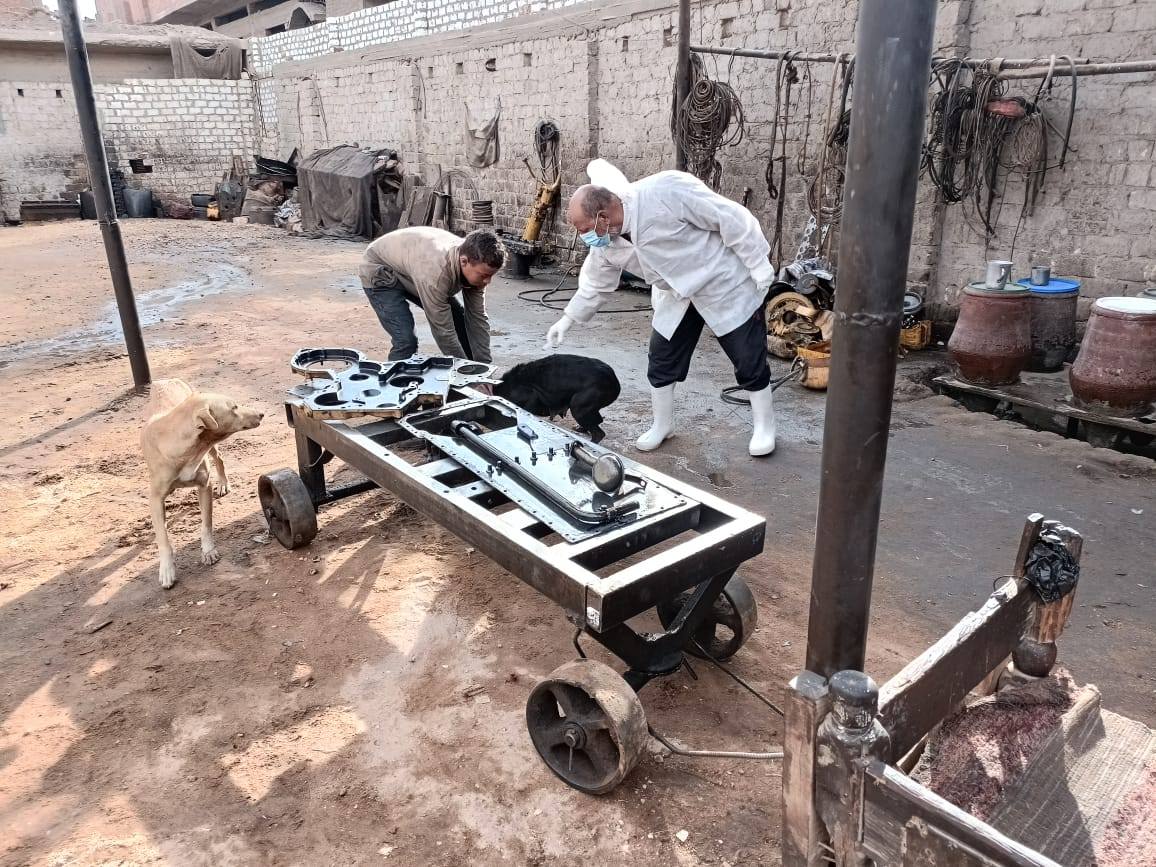 الكلاب الضالة