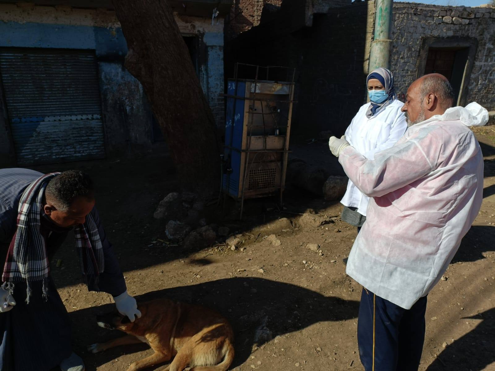 الكلاب الضالة