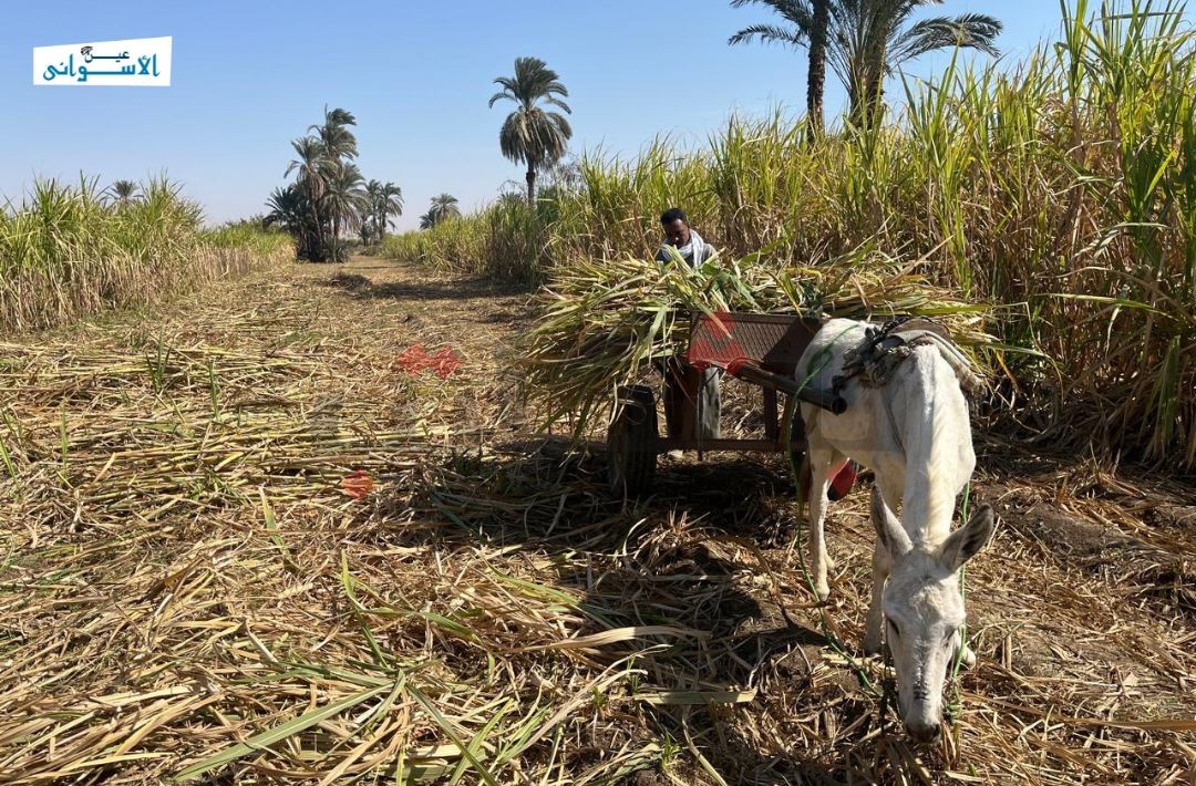 منحة العمالة غير المنتظمة في رمضان