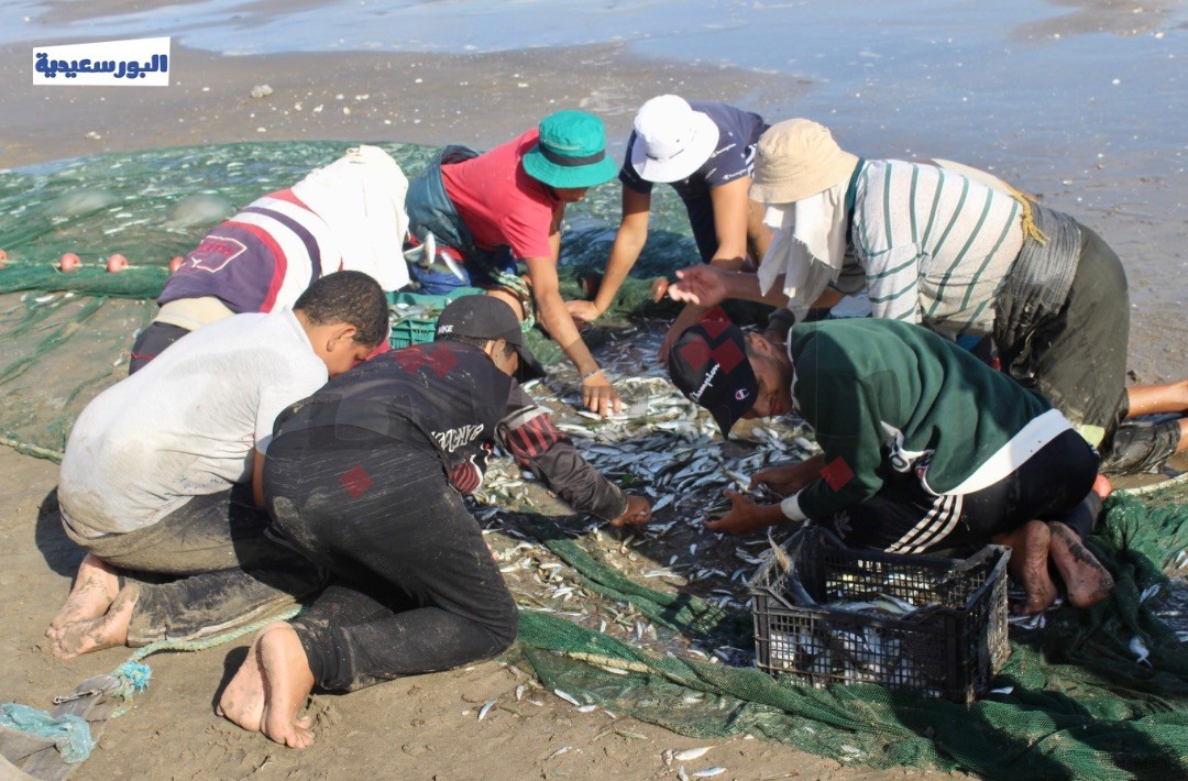  ارتفاع أسعار السردين قبل شم النسيم