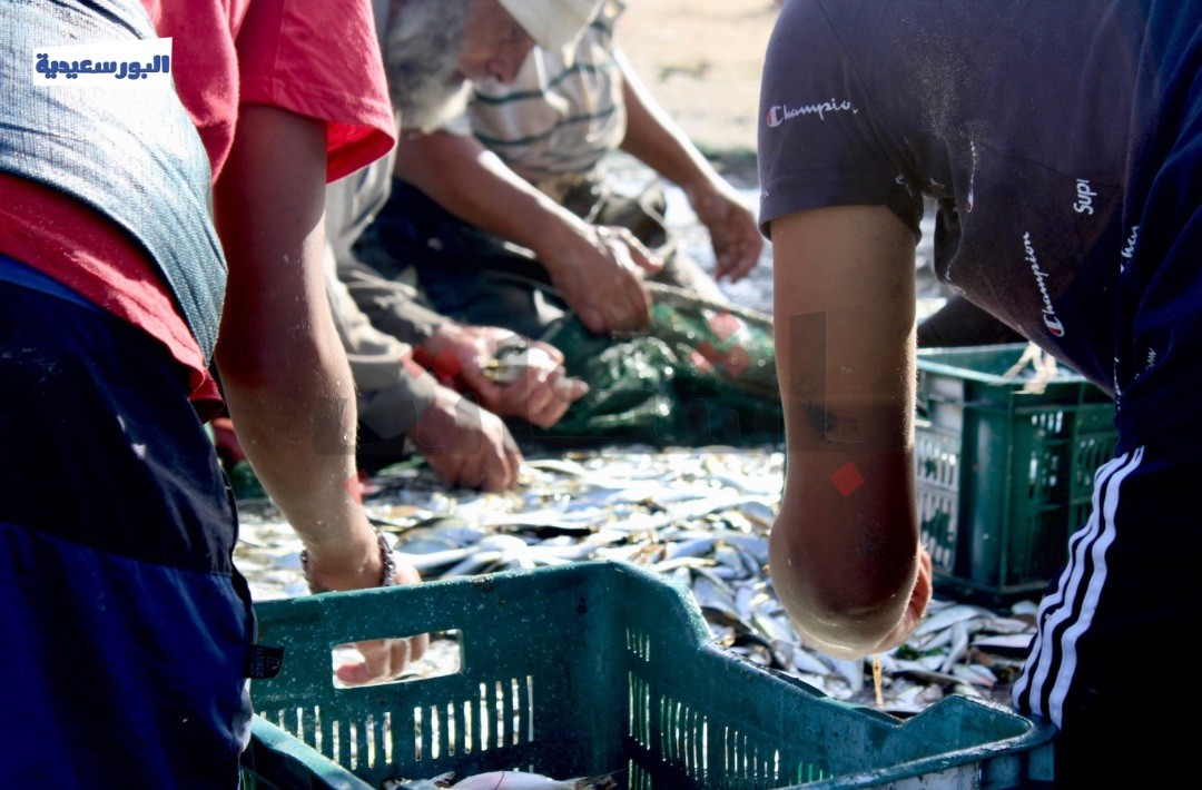  ارتفاع أسعار السردين قبل شم النسيم