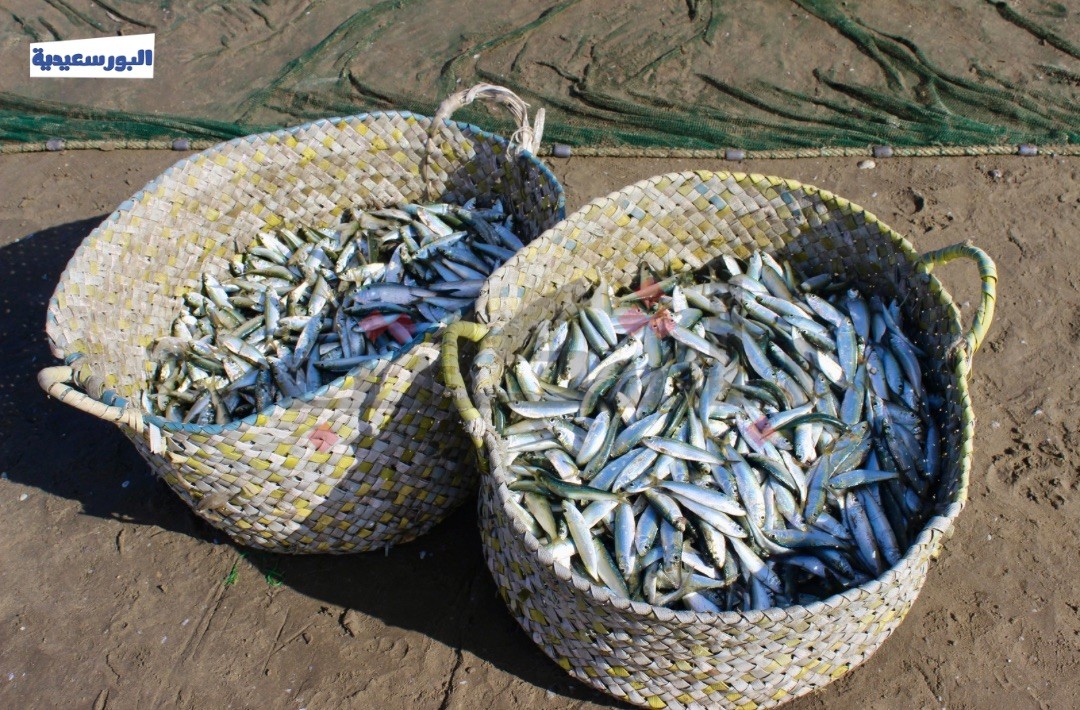  ارتفاع أسعار السردين قبل شم النسيم