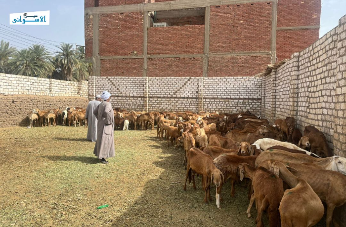 مجازر معطلة وذبح خارج الرقابة.. مخاطر سنوية لـ"جزارين أسوان"