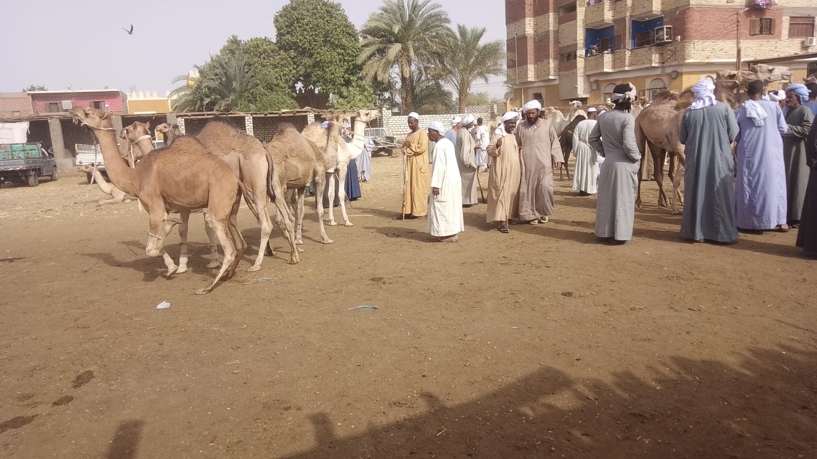 تجار الجمال