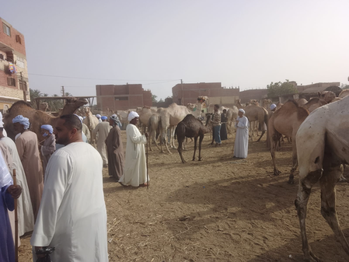 تجار الجمال يستقبلون العيد بالخسائر.. الحرب تُقلّص المعروض في "دراو"
