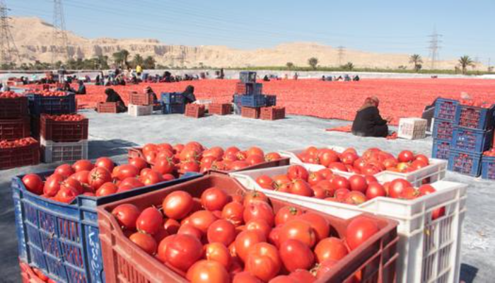 "الطماطم" تربك موائد الأسر في أسوان قبل العيد.. ما السبب؟