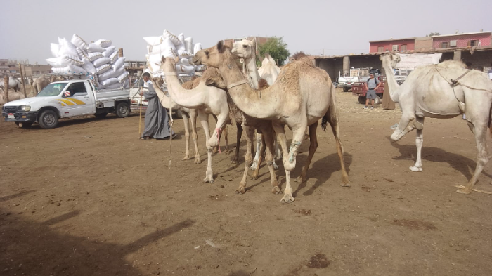 نحر الجمال في عيد الأضحى بأسوان.. عادة قديمة تتحدى الغلاء