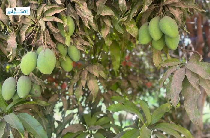 نقص الأسمدة يهدد محاصيل أسوان الصيفية ومزارع: نلجأ للسوق الحر