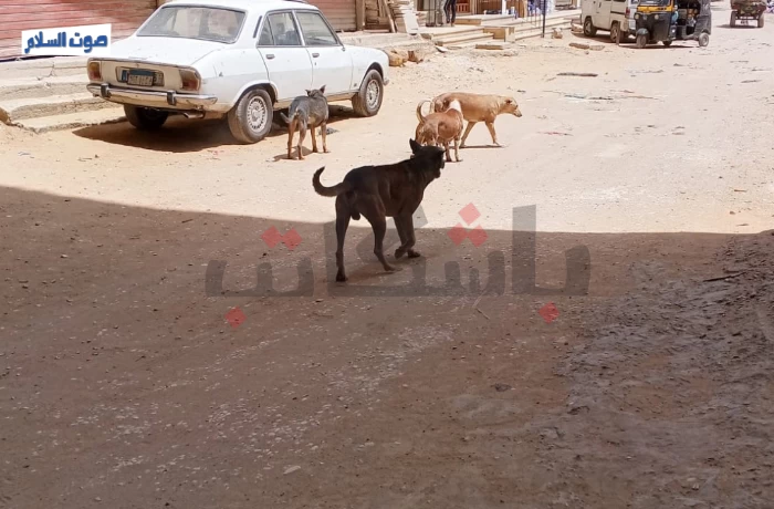 الكلاب الضالة في دار السلام.. أزمة تؤرق السكان ومطالب بحلول رحيمة