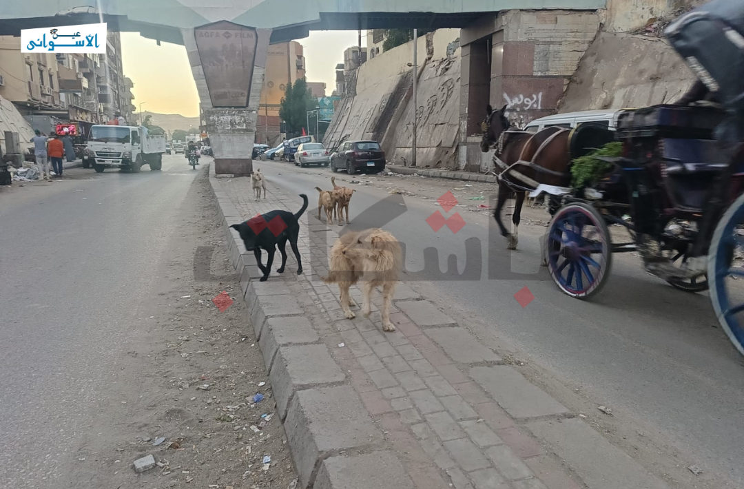 الكلاب الضالة في أسوان