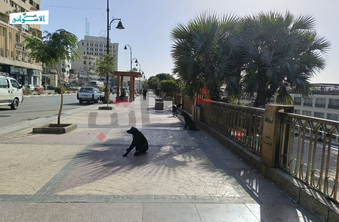 الكلاب الضالة في أسوان