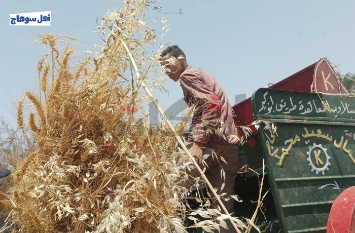 قمح سوهاج بعد التوريد الحكومي.. تكاليف مرتفعة وخسائر للمزارعين