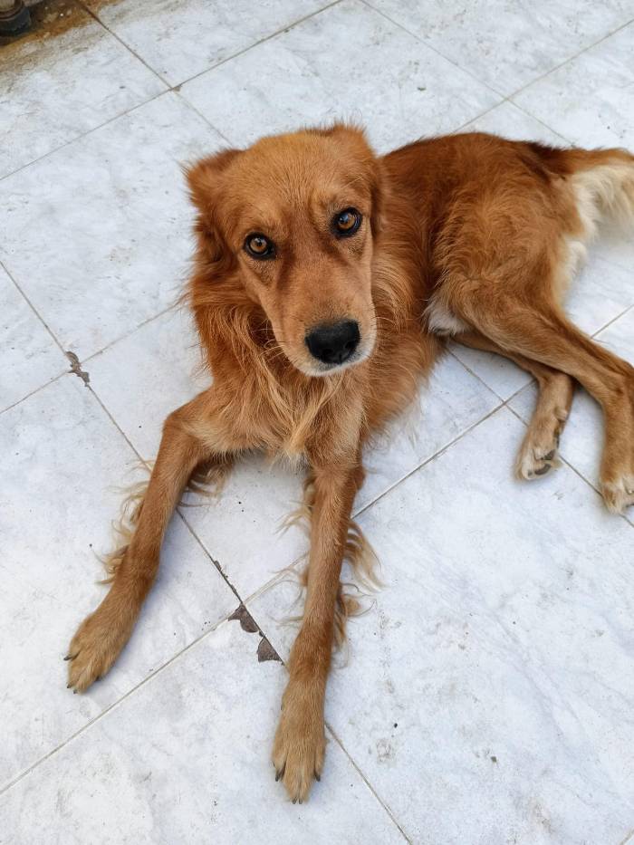 انطلاق الحملة الوطنية للتلقيح ضد داء الكلب ببني خلاد