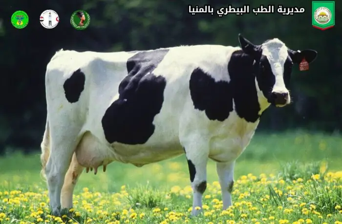 المنيا تطلق مشروع الماشية المحسنة وراثياً لدعم صغار المربين
