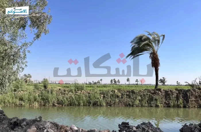 أزمة الأعلاف تهدد أسعار الأضاحي وتزيد معاناة المستهلكين قبل العيد