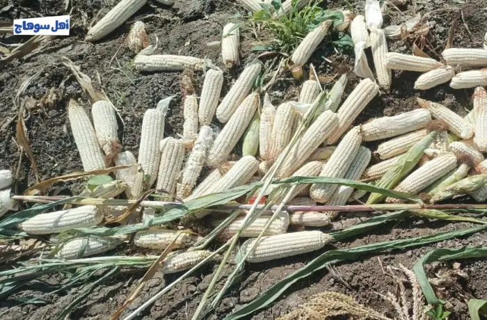 موسم الخير.. حصاد الذرة بسوهاج (ألبوم صور)