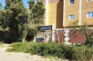 حملات نظافة وتهذيب للأشجار في اسوان