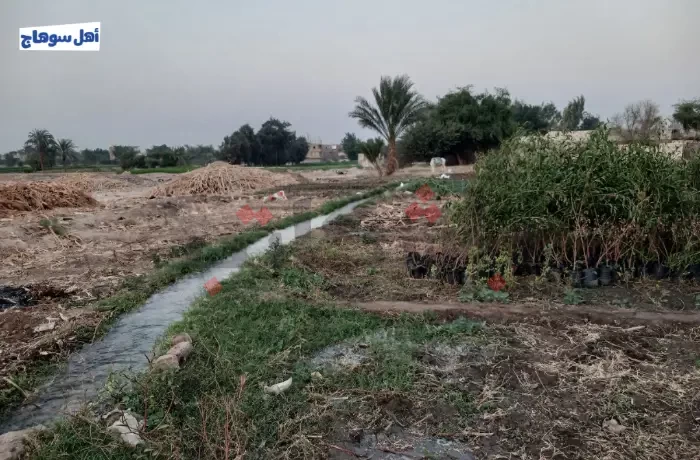 من البذور إلى الحصاد.. حكاية الفاصوليا في حقول نجع الشريفات