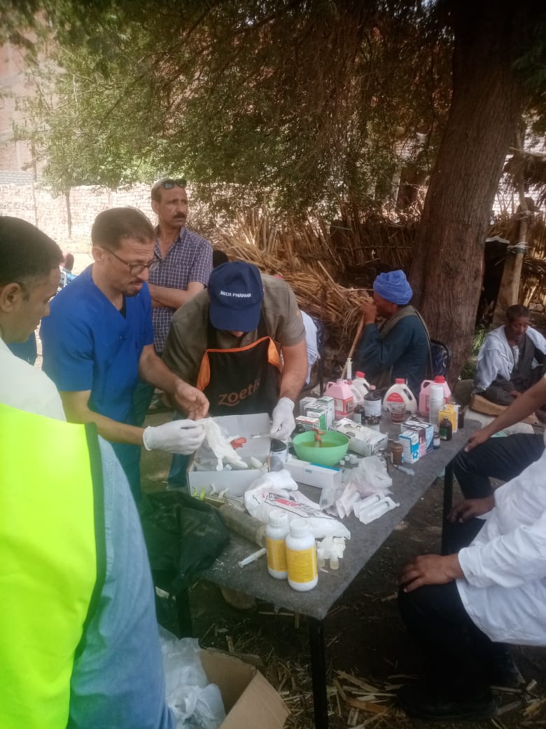 الإدارة البيطرية: تقديم 2317 خدمة علاجية في قرى المنيا بالمجان