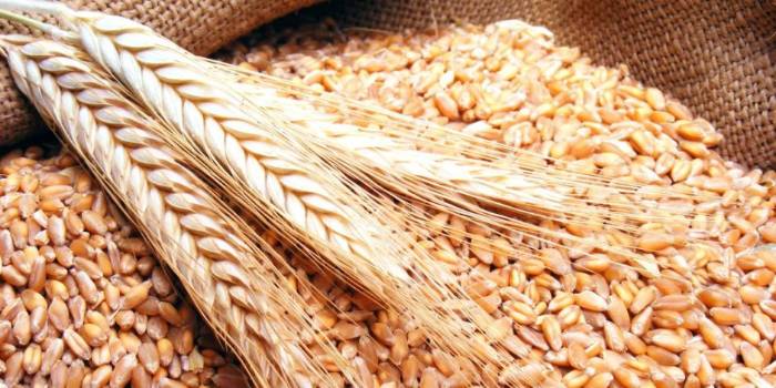 مجلس الوزراء: لا صحة لزيادة سعر القمح