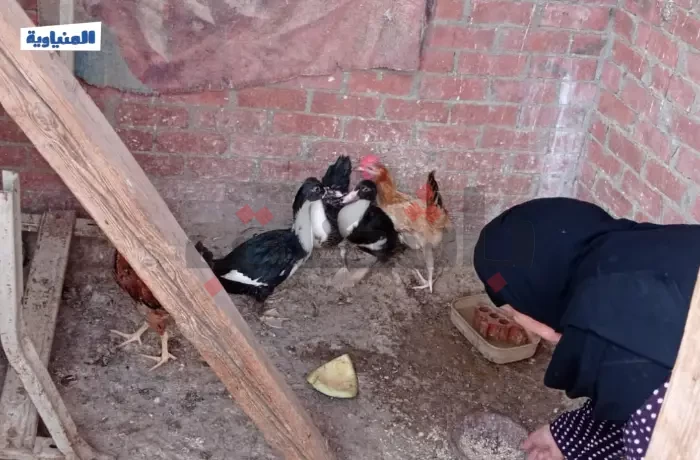 هربًا من الأسعار.. أسر تستبدل اللحوم بـ "البط والديك الرومي"