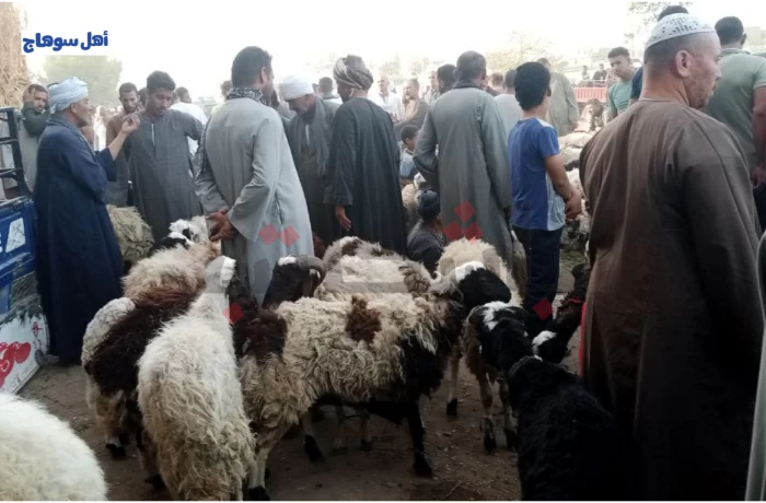 بين ارتفاع الأعلاف وانخفاض اللحوم.. "نيدة" يواجه "شبح الركود"