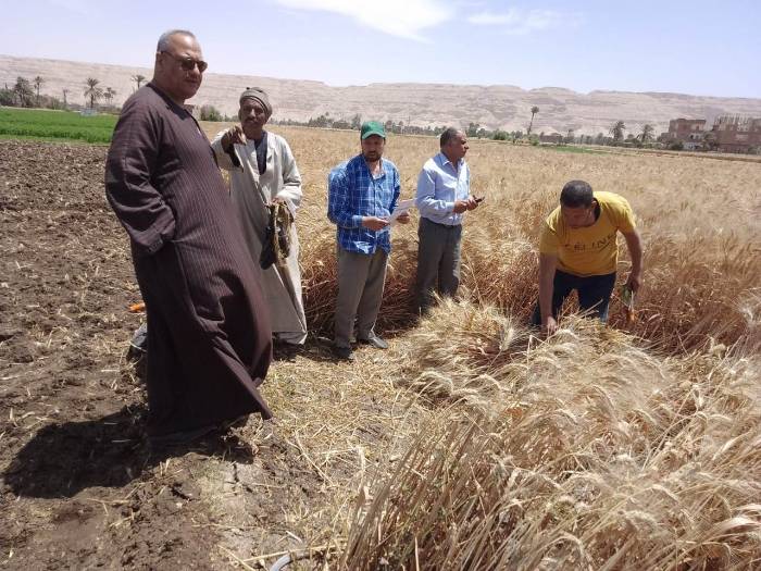 حصاد القمح في سوهاج.. ارتفاع نسبة التوريد ومطالب بدعم حكومي للمزارعين