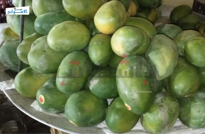 المانجو الأسواني تدفع ثمن التغيرات المناخية.. "الحر نشف الشجر"