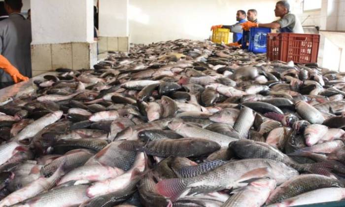ارتفاع أسعار الأسماك المملحة بسوق القيسارية